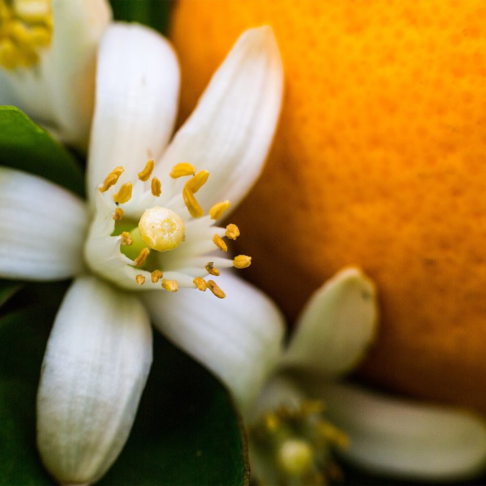 l’estate profuma di fiori d’arancio!