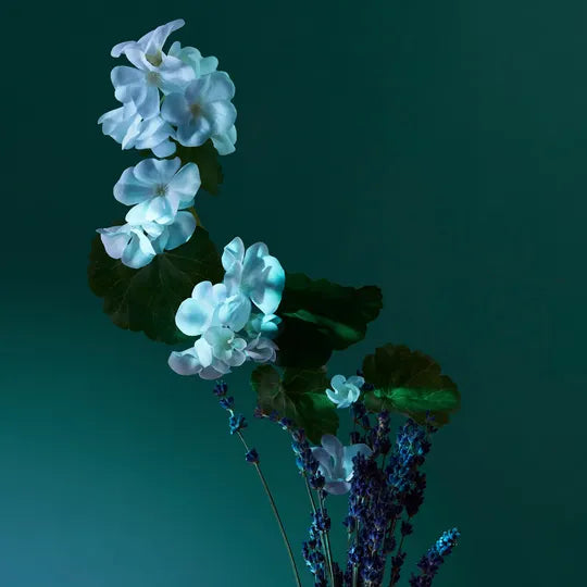 A Balm of Calm Eau de Parfum