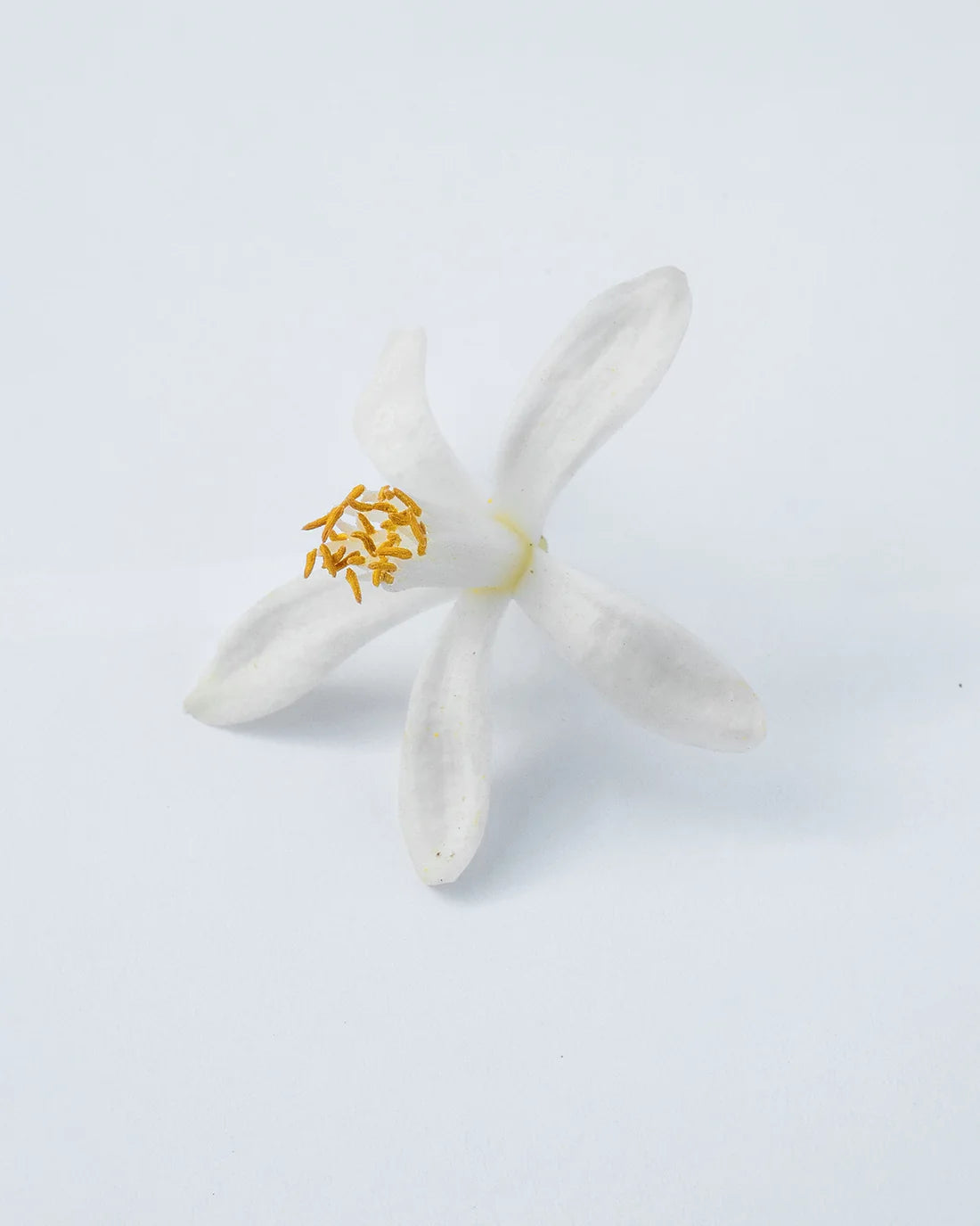 Neroli Oranger Hand & Body Lotion