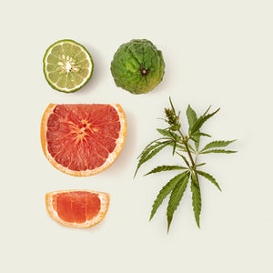 Nocologne Extrait de Parfum