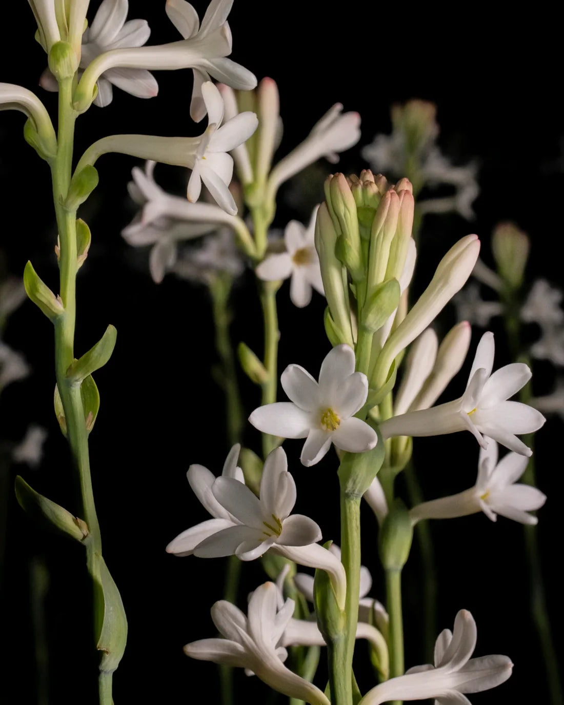 French Flower Hand & Body Lotion