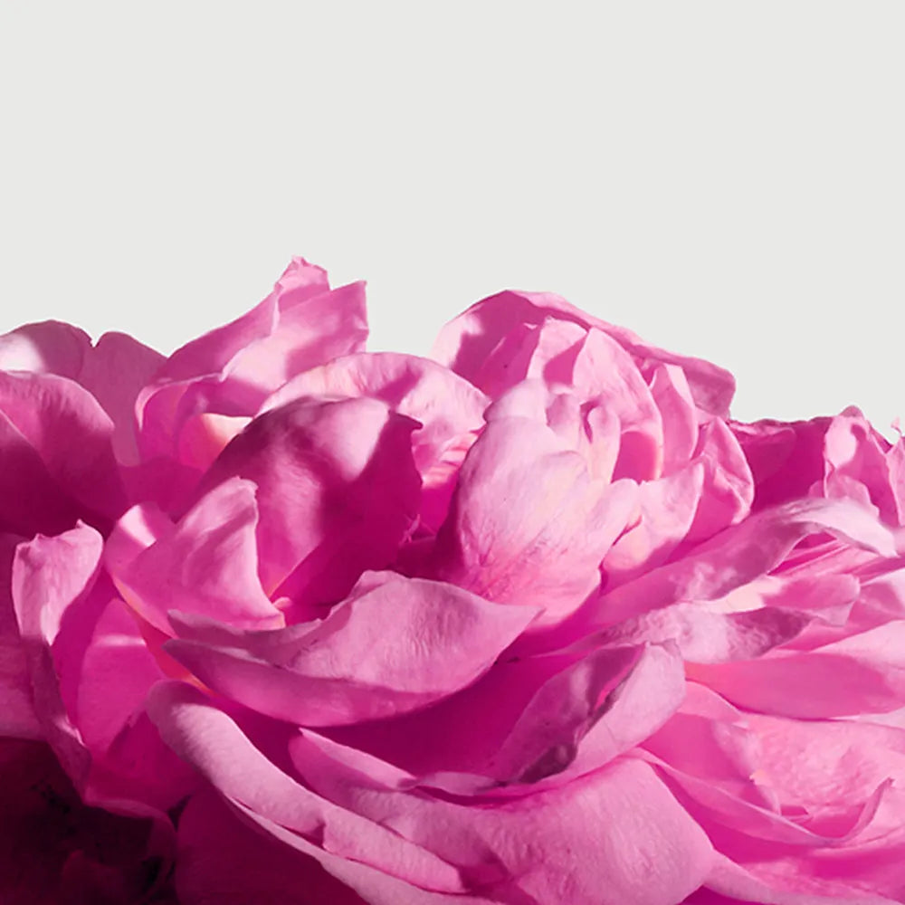 Radical Rose Hand & Body Lotion