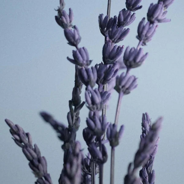 Pour Un Homme Le Matin Eau de Toilette