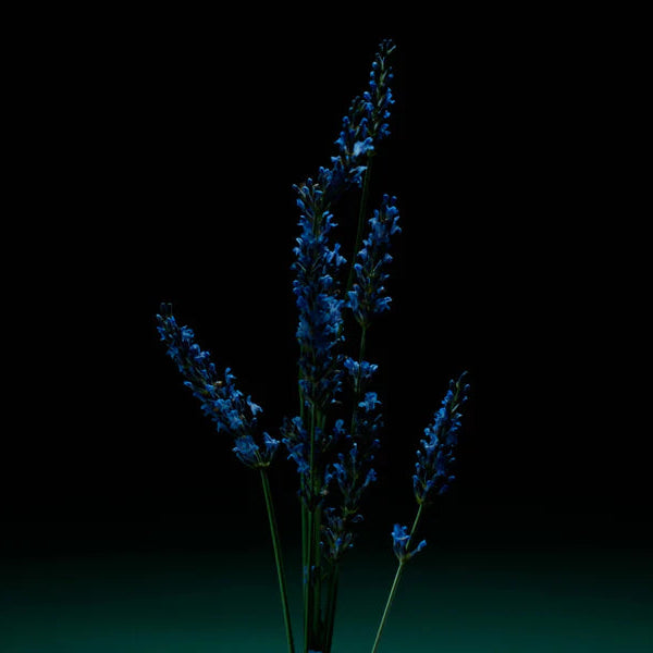 Pour Un Homme Parfum Eau de Parfum